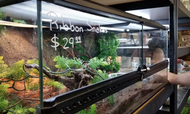 Gator City Reptiles